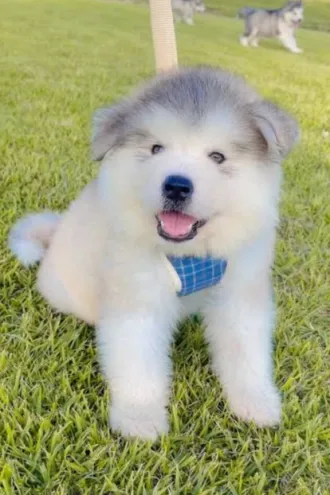 子犬
